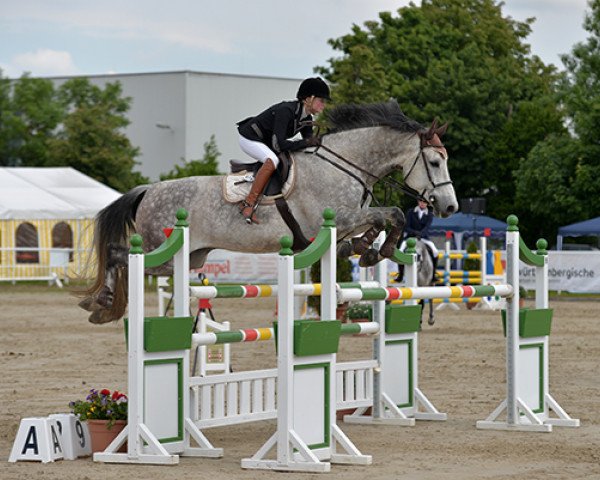 Springpferd Chaponit (Württemberger, 2006, von Chapot)