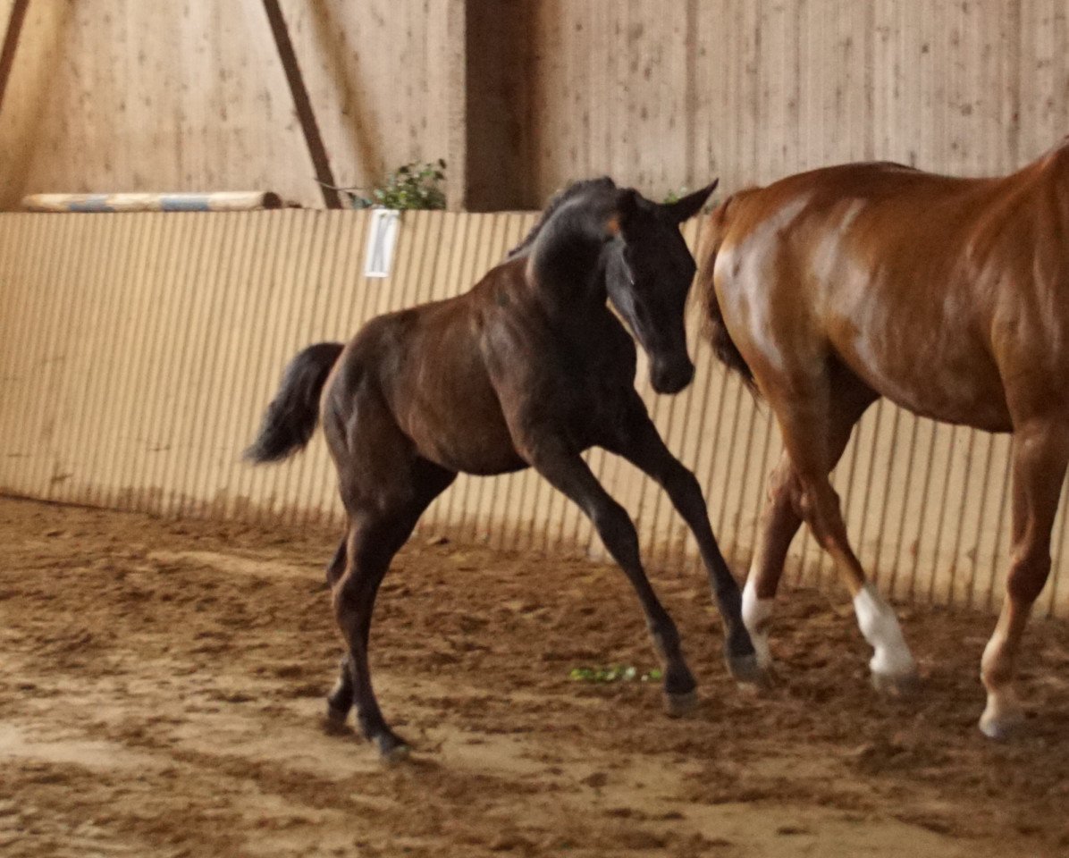 broodmare Memory of Raguel (German Sport Horse, 2021, from Morricone)