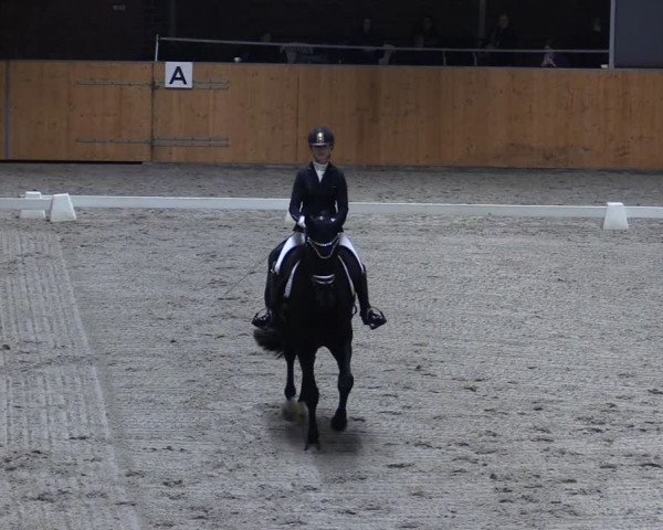 Reitturnier Güstrow/Cavallo Arena  2025