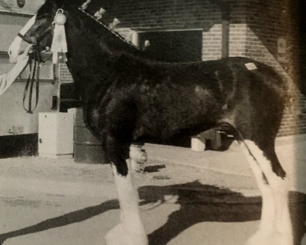 horse SCA Gunner's Polly (Clydesdale, 2001, from Twin Creek Victor's Top Gun)