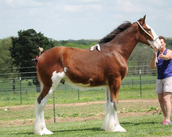 Pferd SBC I'm Going to Jackson (Clydesdale, 2016, von Ozark's Royal Beaudacious)
