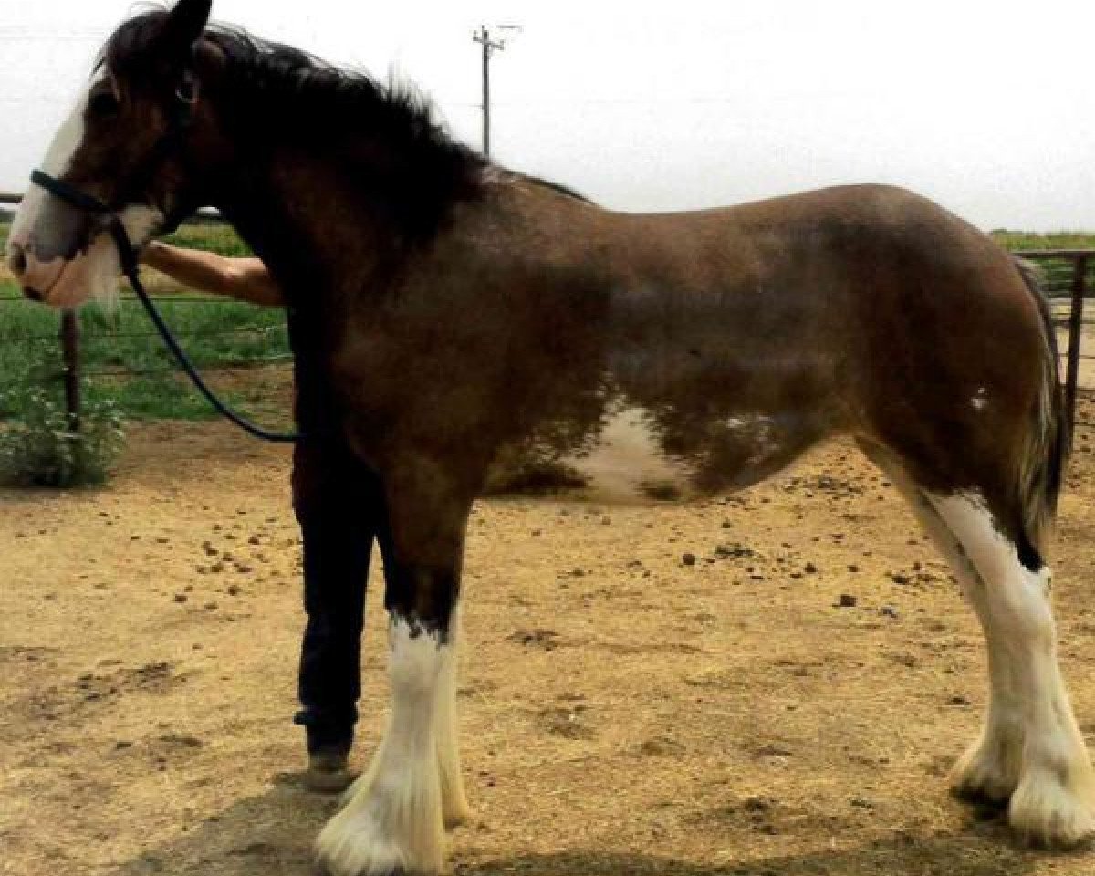 Pferd Sawtooth Spirit Maestro Lady (Clydesdale, 2016, von Spirit of the Sawtooth)