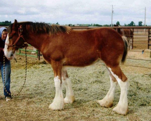 Pferd Sawtooth's Excelsior Lady (Clydesdale, 2012, von Hatfield Excelsior)