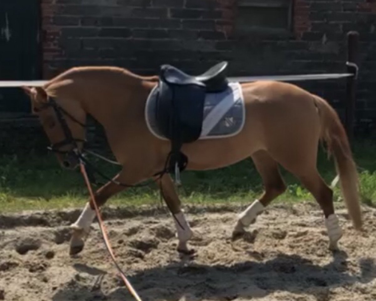 horse Creme de la Creme B (German Riding Pony, 2015, from Creme Brulee v.H.)