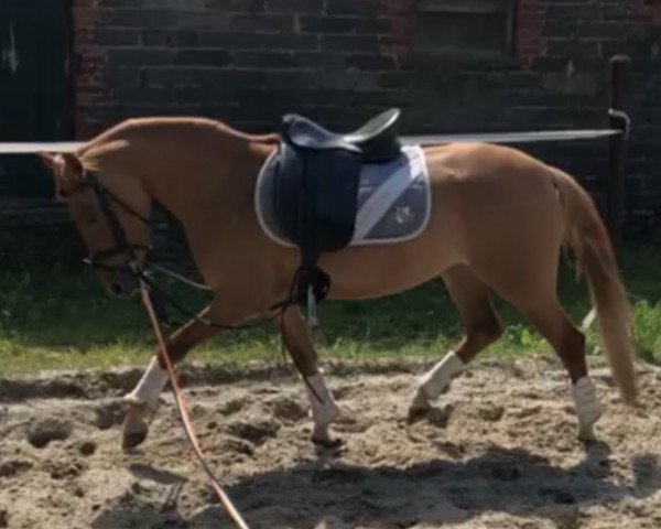 Pferd Creme de la Creme B (Deutsches Reitpony, 2015, von Creme Brulee v.H.)