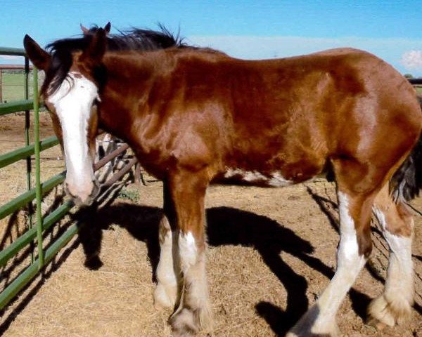 Pferd Sawtooth Bud (Clydesdale, 2014, von Spirit of the Sawtooth) Pferd Sawtooth Bud (Clydesdale, 2014, von Spirit of the Sawtooth)