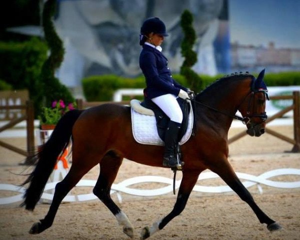 stallion Durello Top (German Riding Pony, 2002, from Durello)