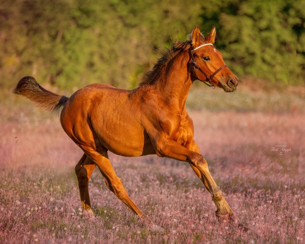 horse The Sound of Reverie R (Norwegian Warmblood, 2020, from Tobajo Picez)