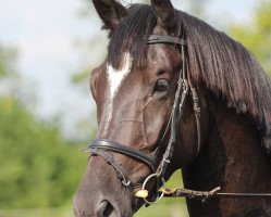 jumper Merlin (Trakehner, 2008, from Karolinger TSF)