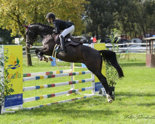 horse Goldprince F (German Sport Horse, 2015, from Goldberg)