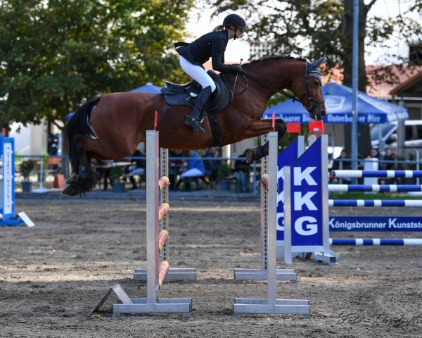 jumper Fabiola 290 (Bavarian, 2009, from AL Cantaro E) jumper Fabiola 290 (Bavarian, 2009, from AL Cantaro E)