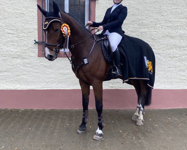 jumper Valhala (Bulgarian Warmblood, 2013, from Valentino)