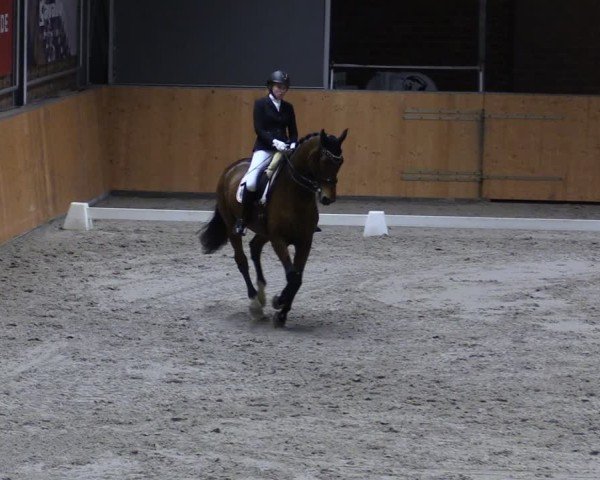 Reitturnier Güstrow/Cavallo Arena  2025