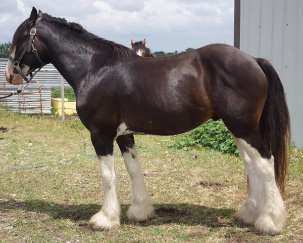 horse Sandy Ridge Macleod (Clydesdale, 2015, from Joseph Lake's Titan) horse Sandy Ridge Macleod (Clydesdale, 2015, from Joseph Lake's Titan)