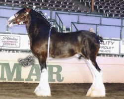 Deckhengst N.D.F. Buster (Clydesdale, 1988, von Springdale Benedictine Prince)