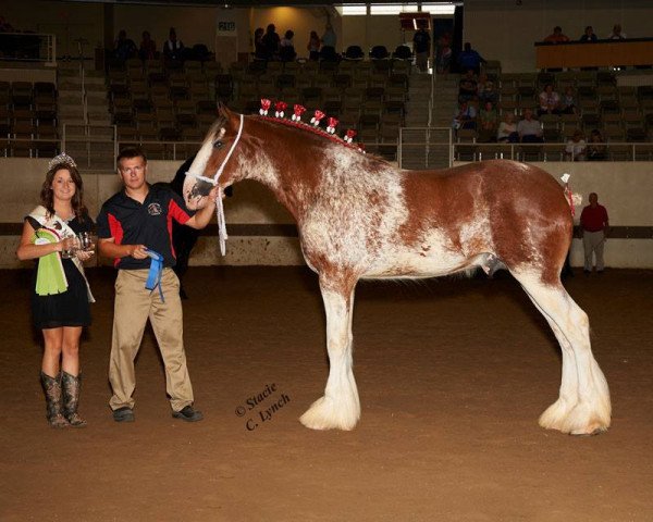 Pferd Sandy Acres Luck of Irish Finegan (Clydesdale, 2014, von Freedom Royal Venture) Pferd Sandy Acres Luck of Irish Finegan (Clydesdale, 2014, von Freedom Royal Venture)