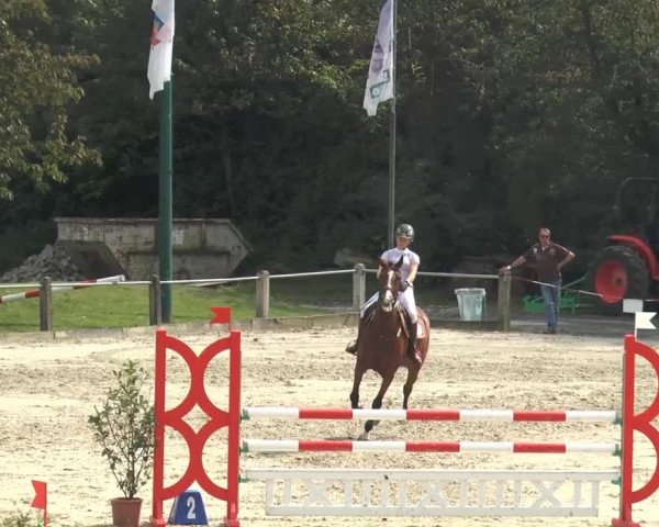 Bad Rothenfelder Reitertage 2014