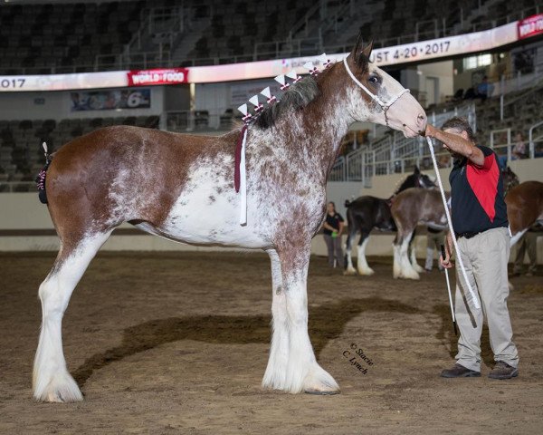 Zuchtstute Sandy Acres Blazin' Dice (Clydesdale, 2015, von Freedom Royal Venture)