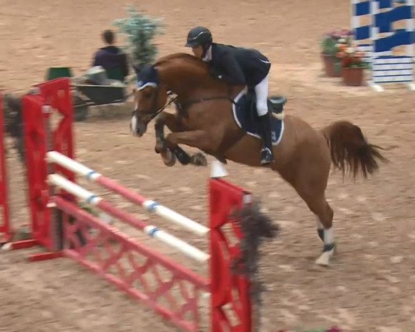 Springpferd Chapo 2 (Deutsches Sportpferd, 2011, von Chap 47)