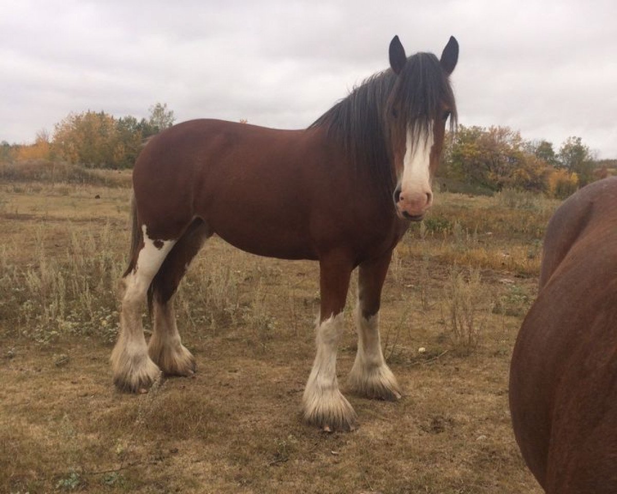 horse Sagehill Reba (Clydesdale, 2012, from Willow Way Hal)