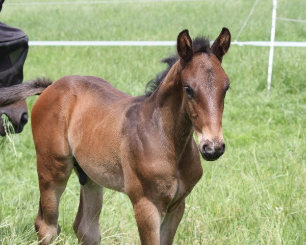 Pferd Seppel (Westfale, 2020, von San Giovanni)