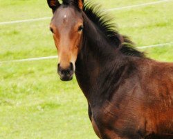 dressage horse Grace Top 6 (Hanoverian, 2014, from Grey Top)