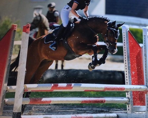 dressage horse Chianti M (German Riding Pony, 2009)