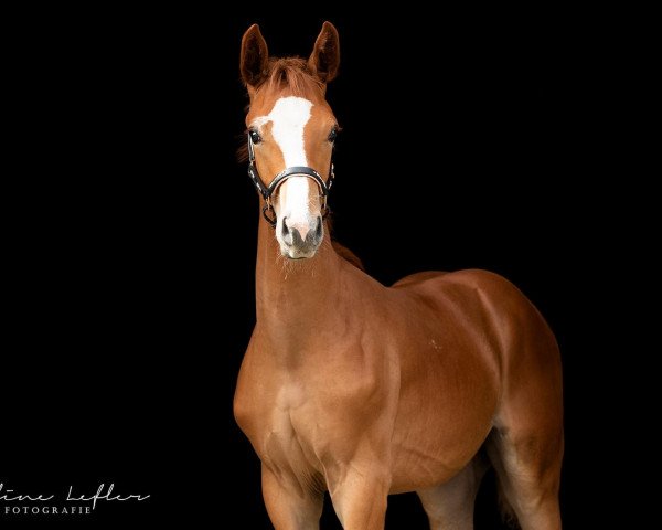 stallion Sir Siegfried AS (Hanoverian, 2020, from Sir Donnerhall I)