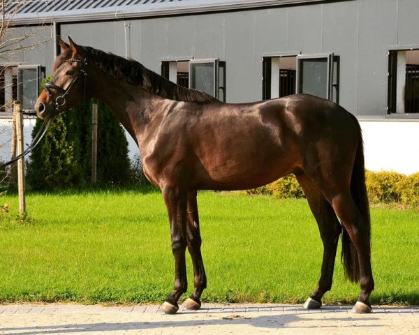 horse Liocorno (Oldenburg, 2017, from Lord Loxley I)