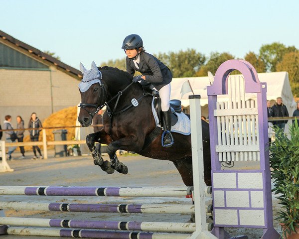 jumper Haj Waj Haj (Polish Warmblood, 2004, from Adrian)