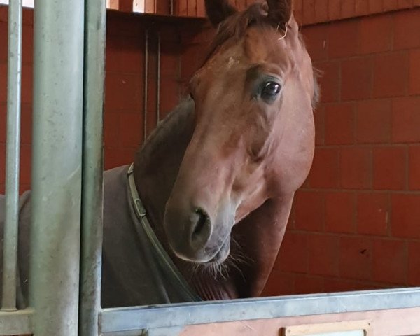 horse Hengst von Fiderdance / Rohdiamant (Oldenburg, 2014, from Fiderdance)