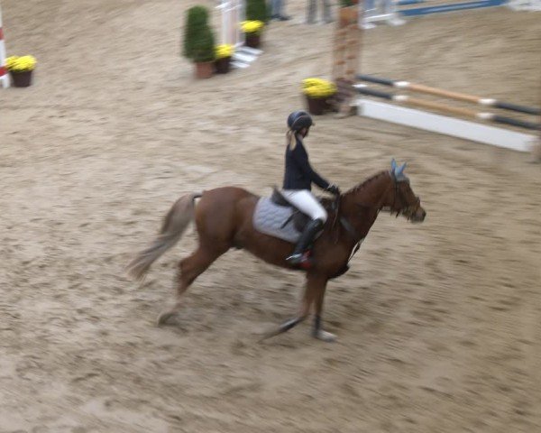 Reitturnier Legden | Ponyturnier 2025