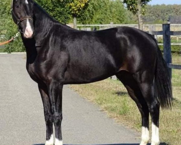 stallion Nicelooking Nick KM (KWPN (Royal Dutch Sporthorse), 2018, from Glock's Toto Jr.)