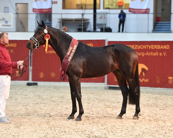 stallion Akando (German Sport Horse, 2018, from Askari) stallion Akando (German Sport Horse, 2018, from Askari)