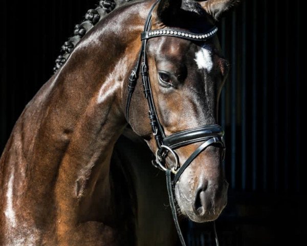 dressage horse Showman GL (Oldenburg, 2017, from Sir Donnerhall I)