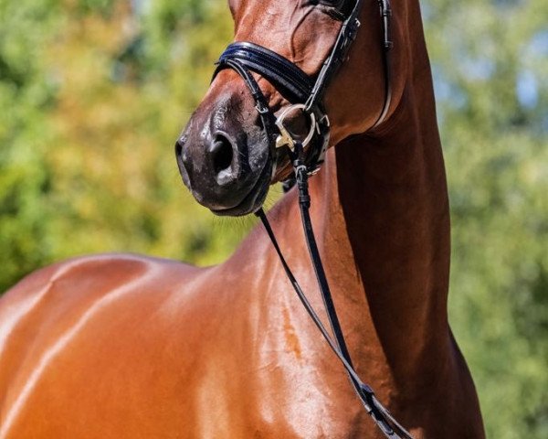 broodmare Minara (Hanoverian, 2016, from E.H. Millennium)