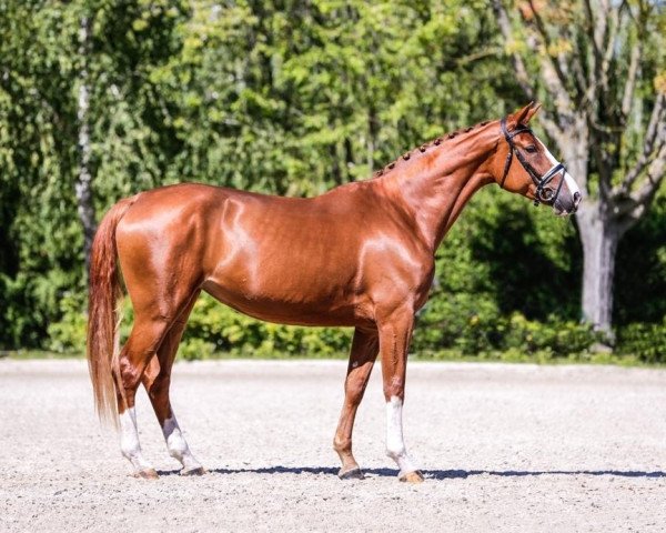 broodmare Beauty Queen (Westphalian, 2016, from Belconi)