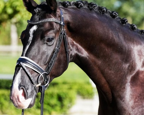 horse Lollipop (German Warmblood, 2016, from Le Vivaldi)