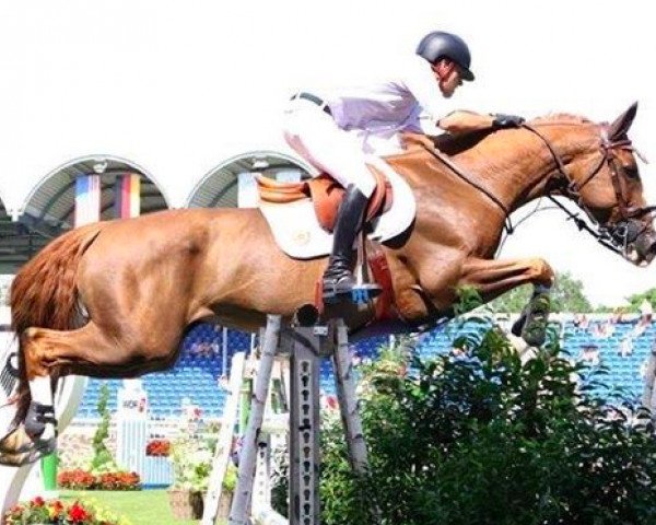 jumper Sun Flower du Theil (Selle Français, 2006, from Allegreto)