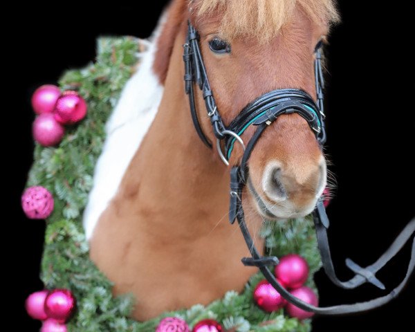 Pferd Findus von Esbeck (Shetland Pony, 2018, von Felix)