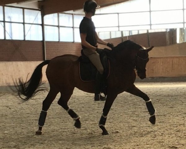 Dressurpferd Linley B (Westfale, 2008, von Lord Loxley I)