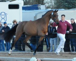Pferd Comcord (Holsteiner, 2015, von Comme il Faut)