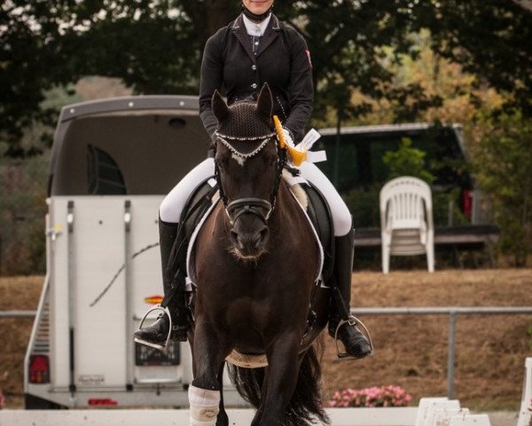 Dressurpferd Raja 145 (Deutsches Reitpony, 2005, von Riskant vom Grenzhof)