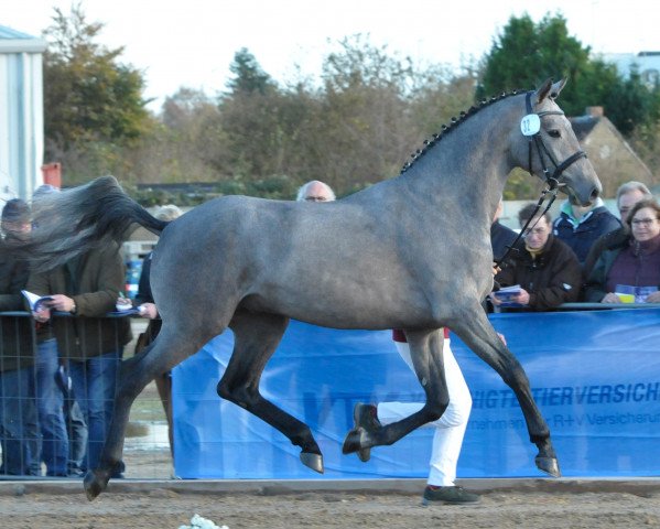 jumper Can Jump 4 (Holsteiner, 2015, from Clarimo Ask)