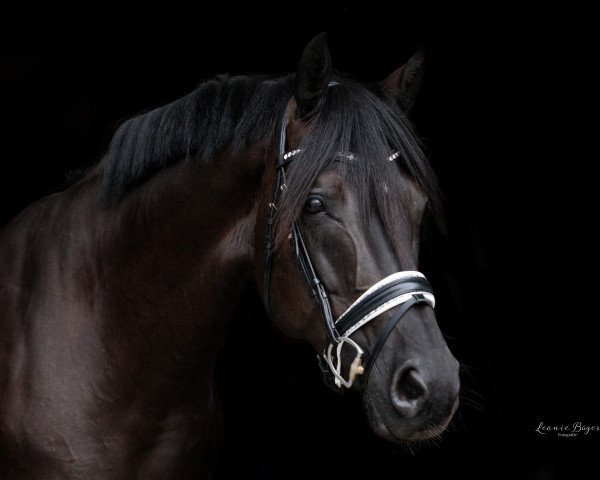 dressage horse Famouscount FVE (Hanoverian, 2010, from Fuechtels Floriscount OLD) dressage horse Famouscount FVE (Hanoverian, 2010, from Fuechtels Floriscount OLD)