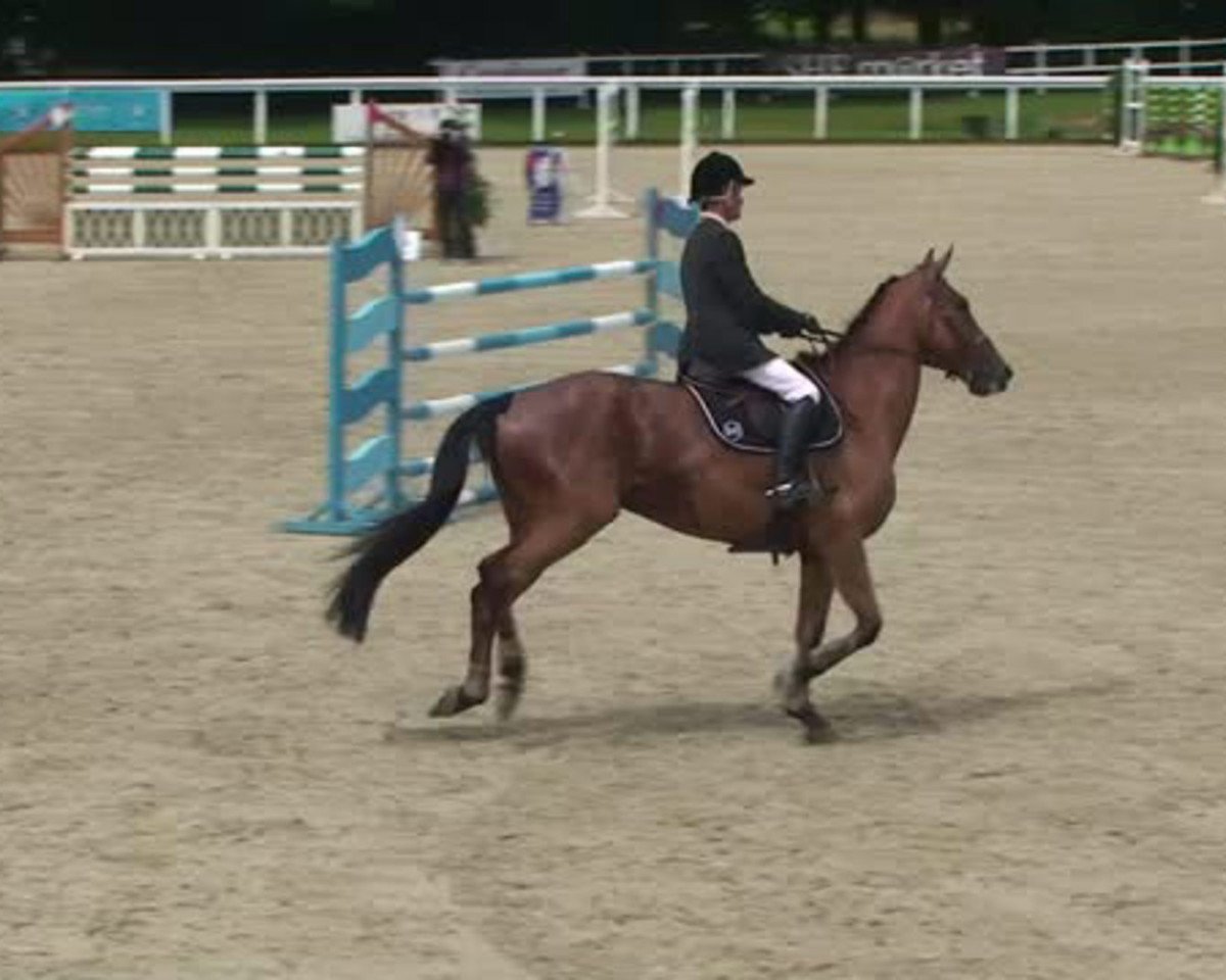 horse Asclepia du Theil (Selle Français, 2010, from Rock'n Roll Semilly)