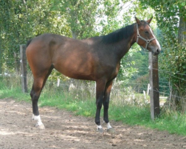 Pferd Utopie du Theil (Selle Français, 2008, von Quidam de Revel)