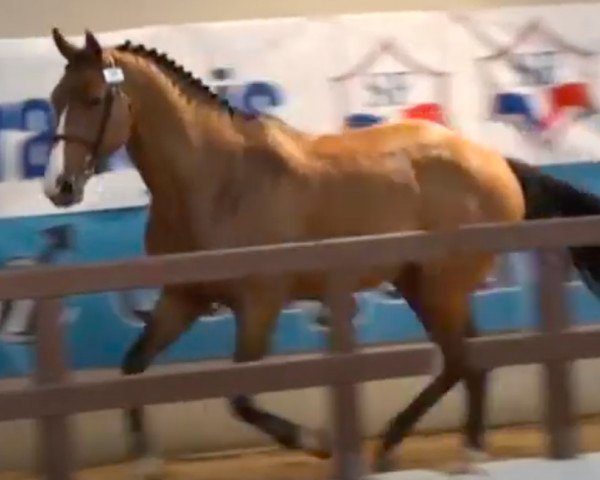 Deckhengst Sixième Sens du Theil (Selle Français, 2006, von Quidam de Revel)