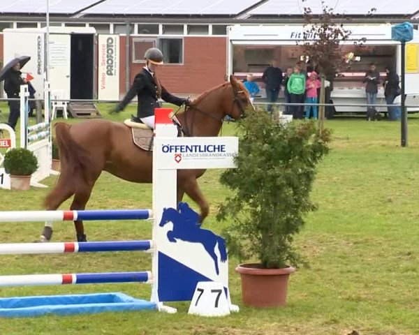 Reitertage Holdorf 2014