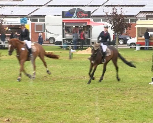 Reitertage Holdorf 2014